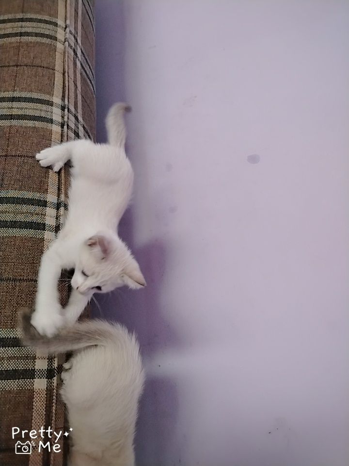 Zotdor mushuk namangan