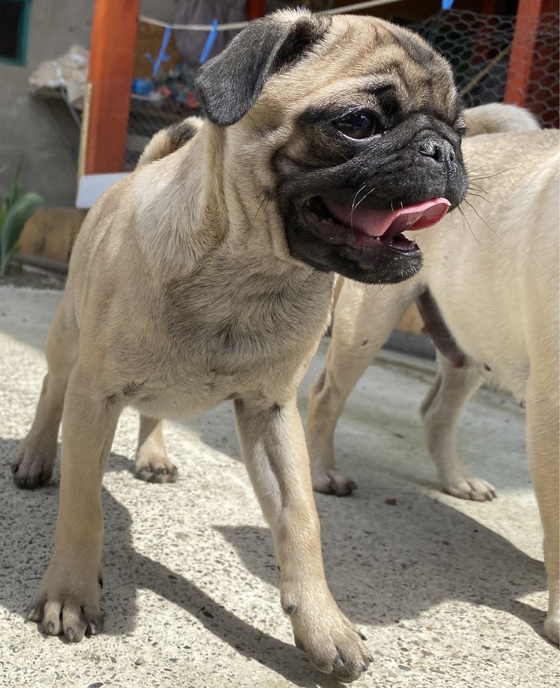 Pui Mops Pug Carlino