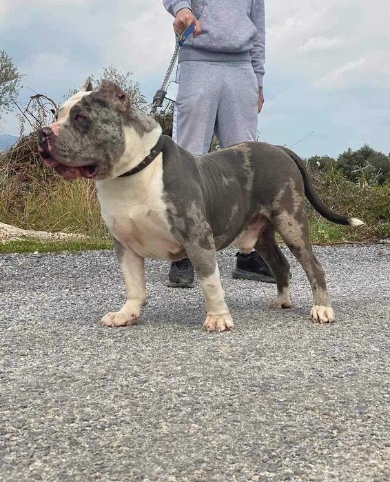 American Bully XL