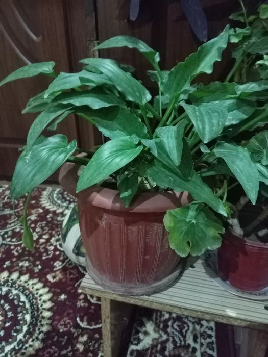 Dollor gul va yana bitta gul 2lasi xam juda ham chiroyli