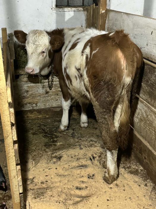 Vand vitica baltata.