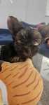 Donez Yorkshire terrier 3 luni