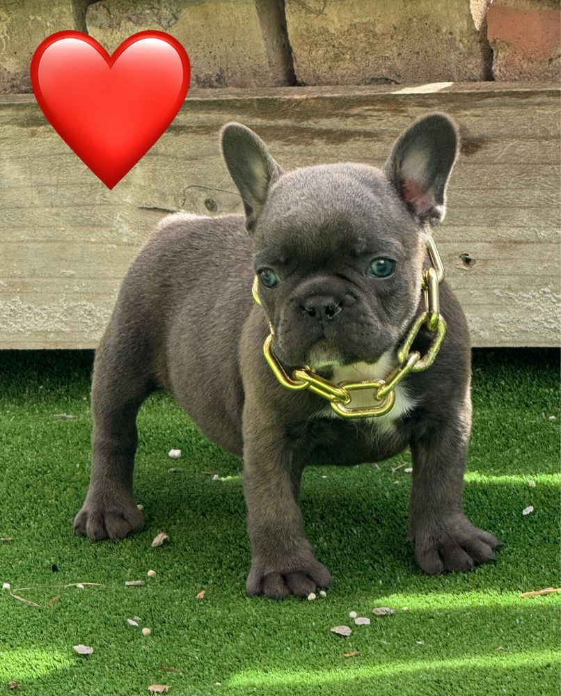 Femela buldog francez blue