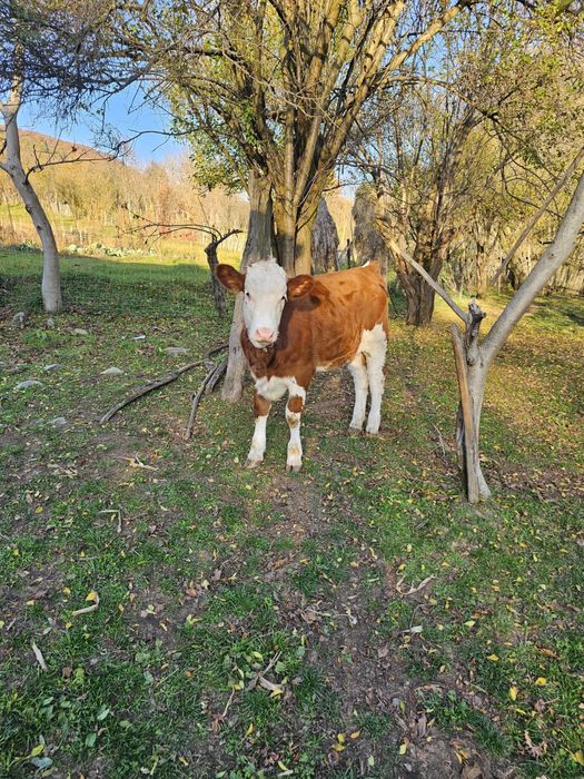 Vand vitea baltata romaneasca