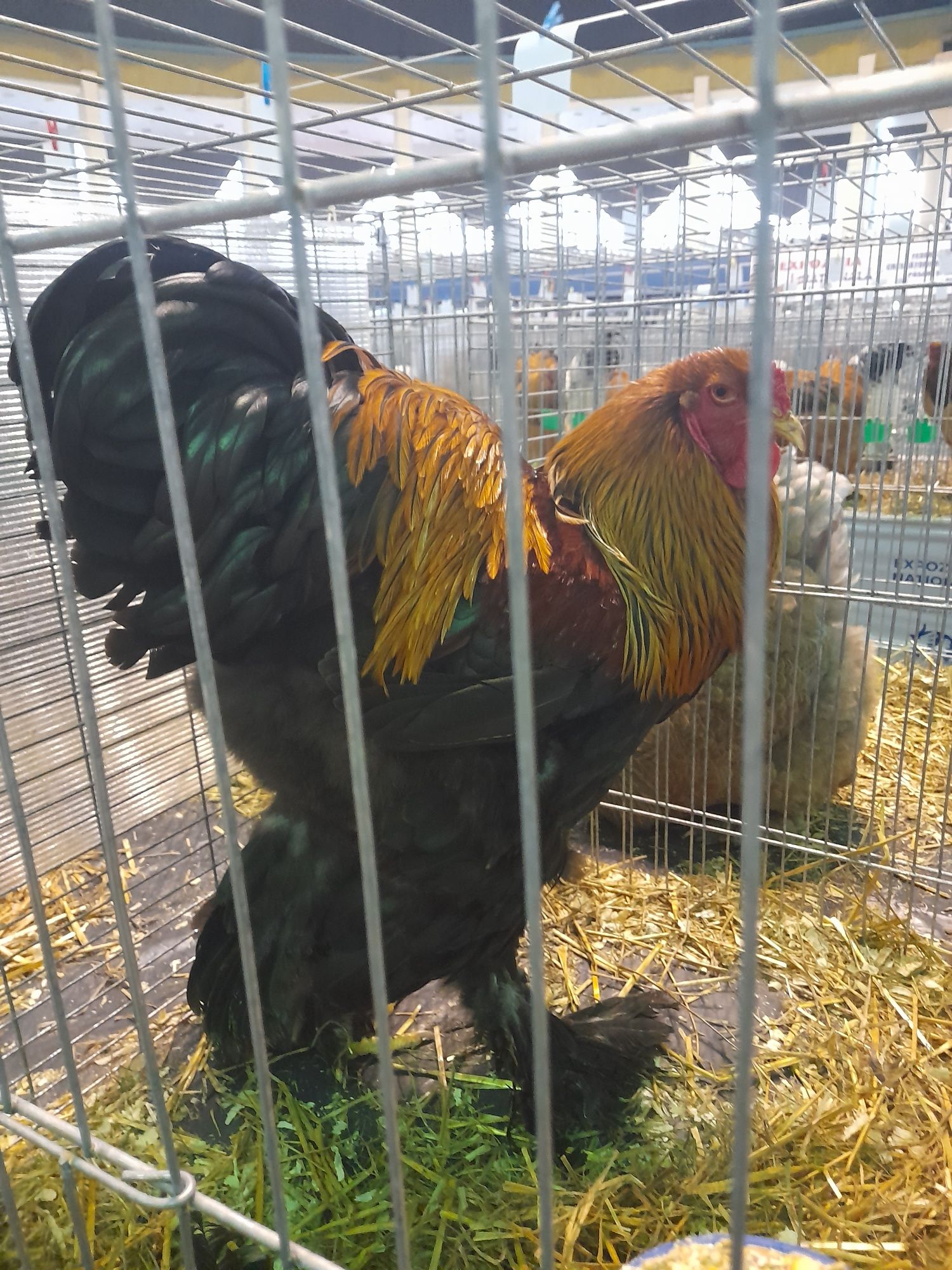 Ouă ɓrahma porțelan,BSO, potârnichiu,columbia,HD, cochin pitic, mii de