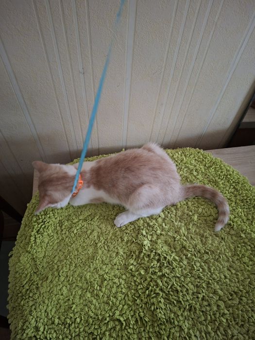 Митя ищет добрых хозяев.