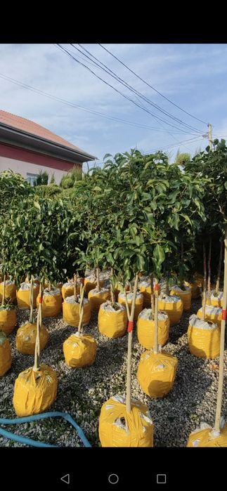 Buruchina o'simligi optom