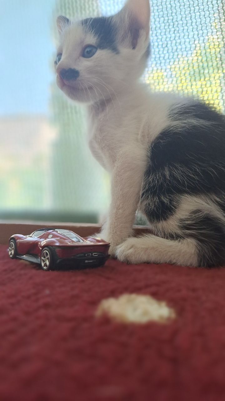 Продам модельку Ferrari daytona sp3 от bburago