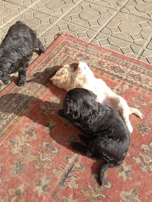 Продаю в хорошие руки щенят