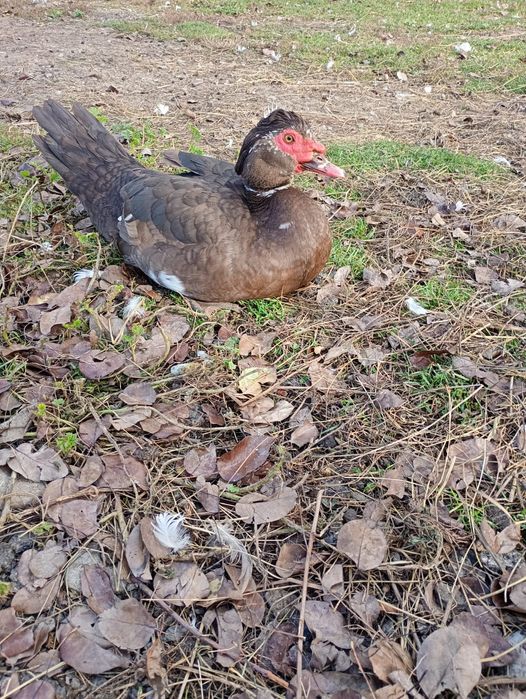 Rățoi și gâște tinere