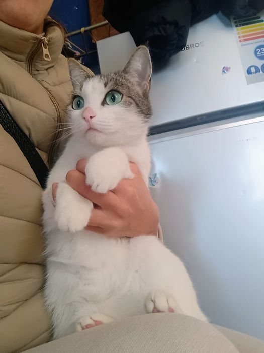 Отдам в добрые руки стерилизованную кошечку