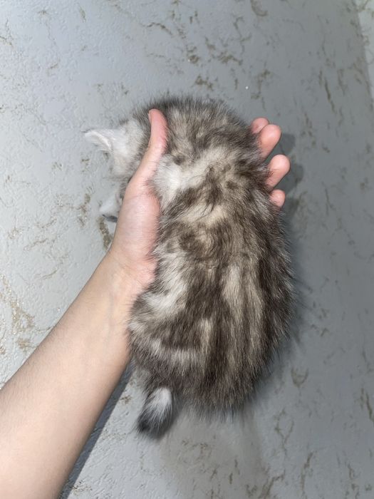 мраморный британец котята