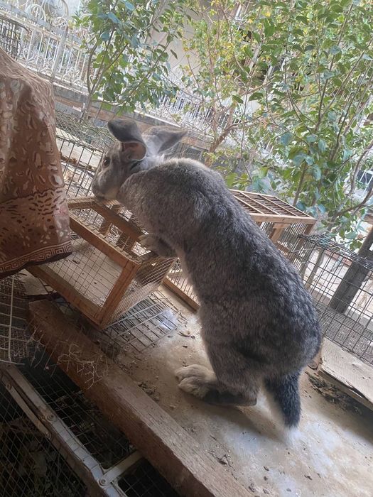 Фландр куйонлар сотилади