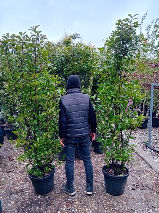 Pepinieră vând chiparos leylandii