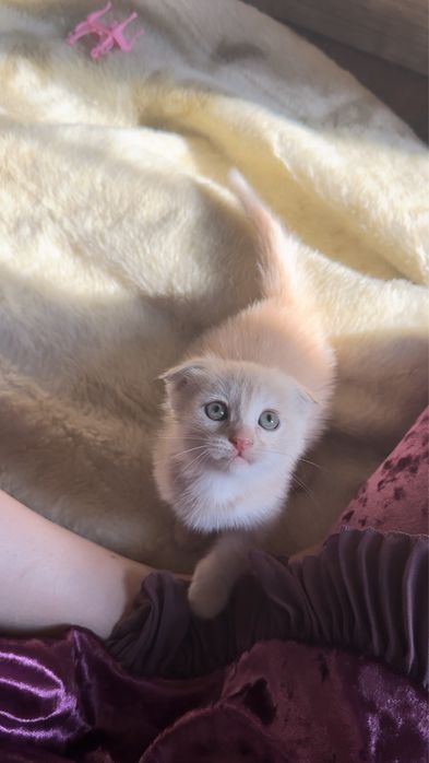 1 ярим ойлик латок билади корим йийди