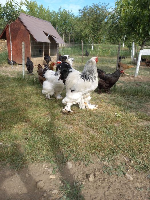 Gaini Brahma  Herminat deschis și negru