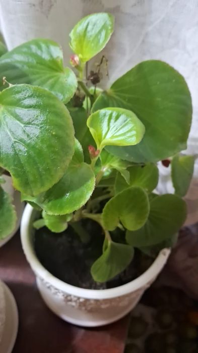 Продам комнатное растение бегония вечноцветущая