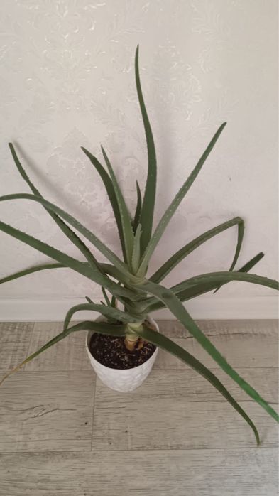 Продам цветы алоэ