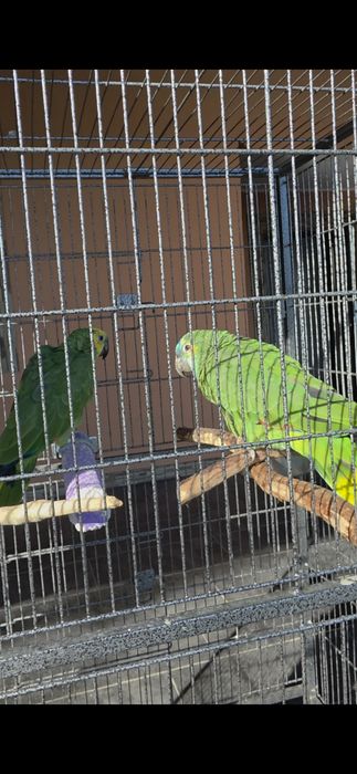 Pereche Papagali Amazon cu frunte albastra