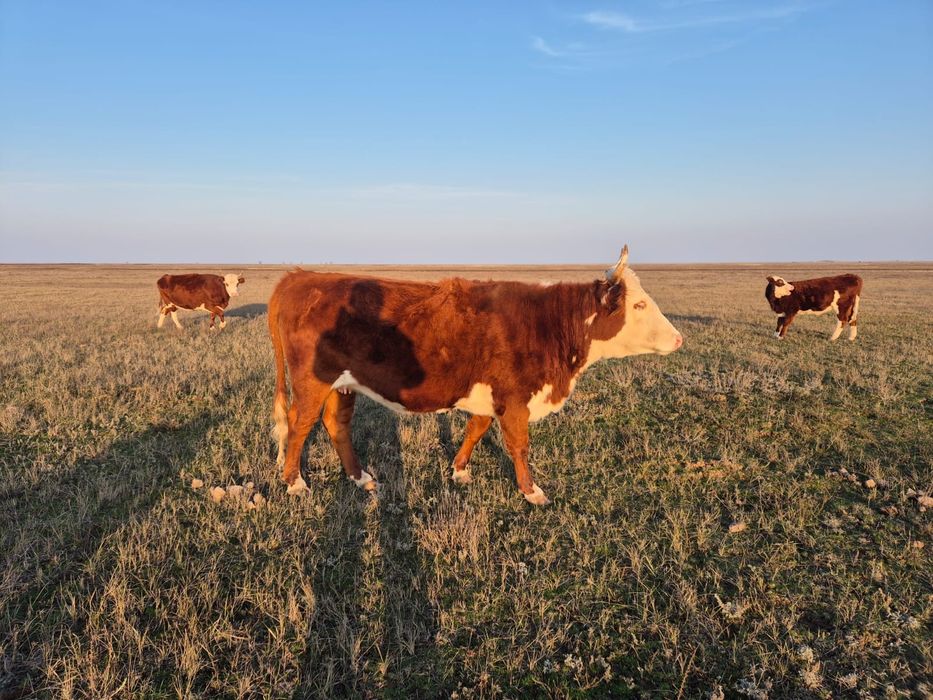 Сиыр сатылады соғым