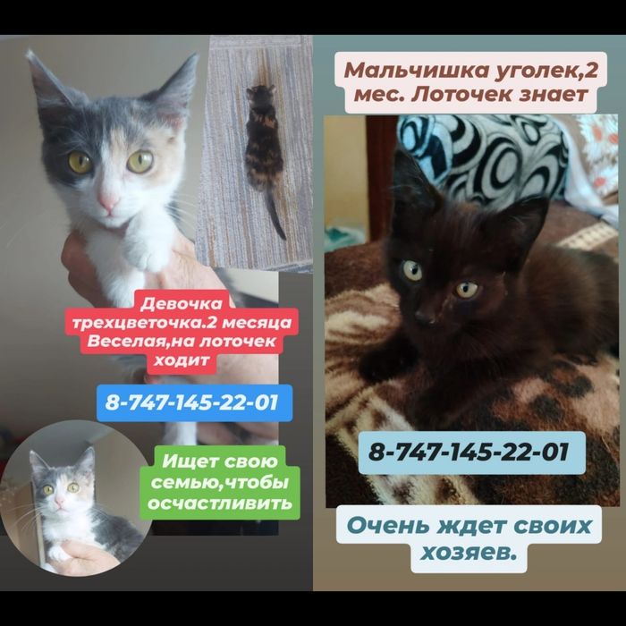 Отдам котёнка в добрые руки