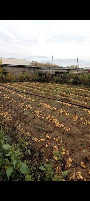 Картошка домашняя Ботакара из собственного домашнего огорода