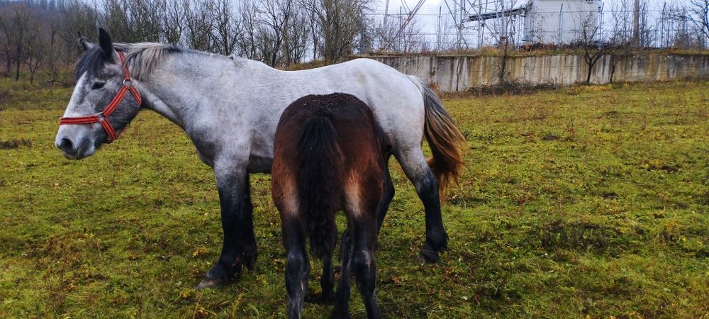 Vând mânji din cai grei