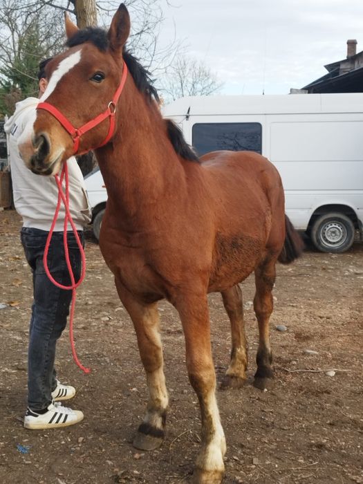 Mânz blând 1800 euro