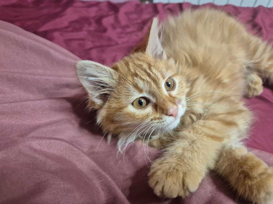 Дългокосместо коте