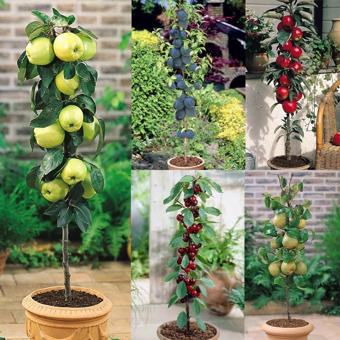 Oferta pomi columnari