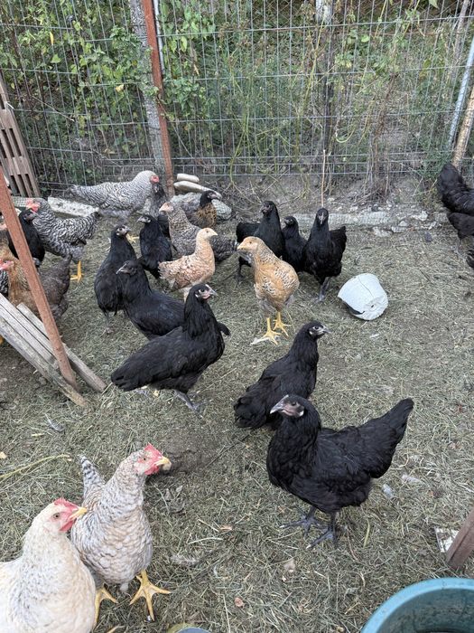 Schimb găini rațe mute și românești cu gâște sau curci inclusiv pui