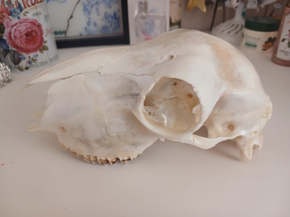 Декоративный элемент. Череп.