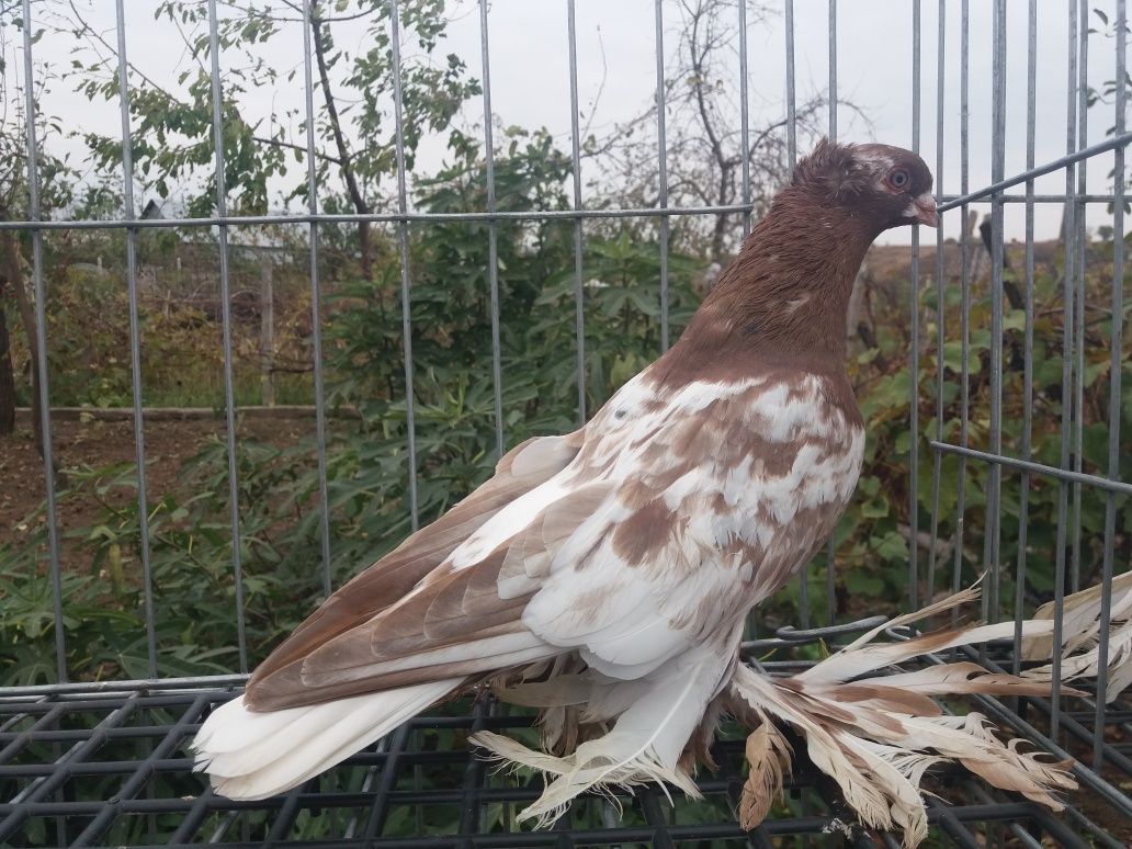 Porumbei de Uzbekistan