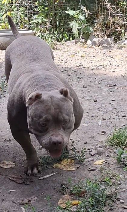 Vând Femelă American Bully Pokett de 3 Ani cu Pedigree !!