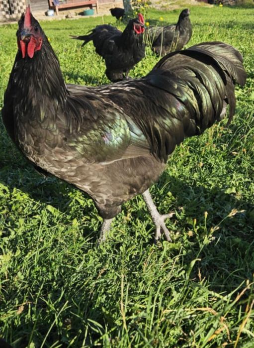 Cocosi de rasa Australorp