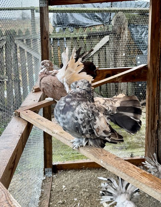 Porumbei Voltati Indieni