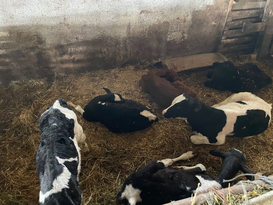 Всякакви селско стопански животни