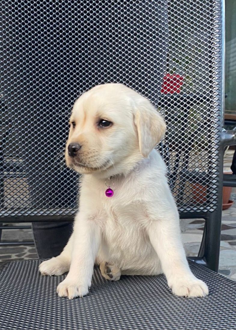 Femela- Pui Labrador Retriever cu Pedigree de Tip A