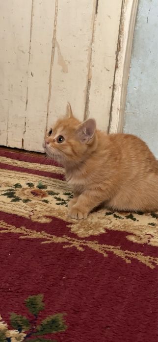 кошка Скотиш фолд