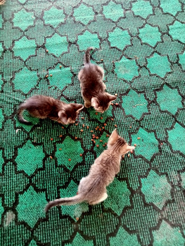 3 дана пышык бар бесплатно