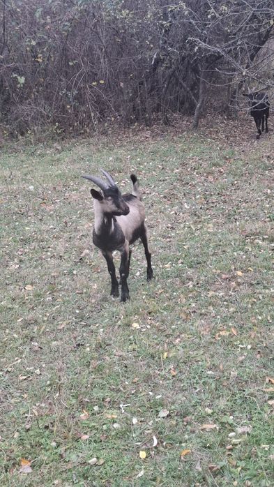 Disponibil țap alpin