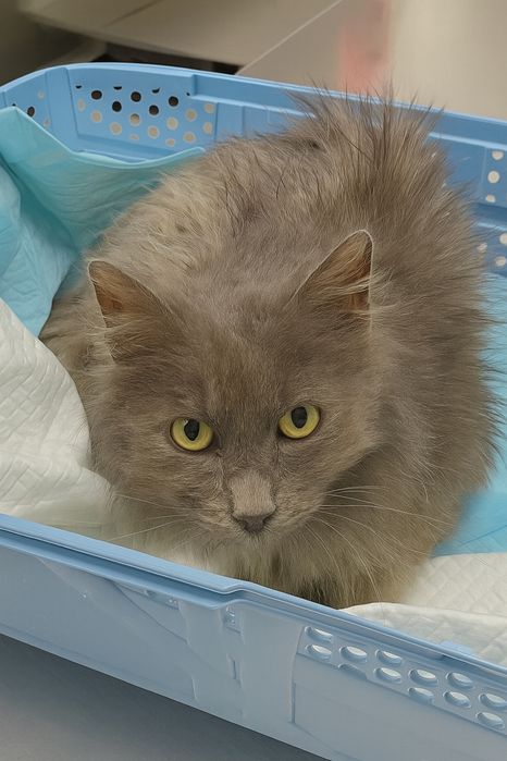 Pisicuță specială spre adoptie
