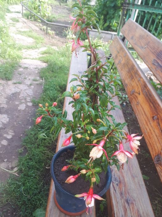 Продам фуксии цветущие