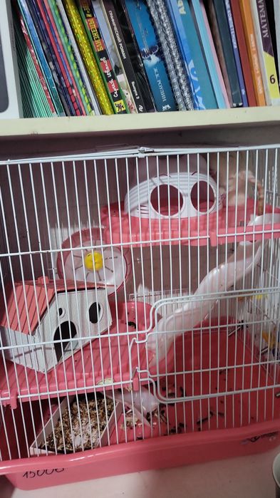 Продам двух крысок