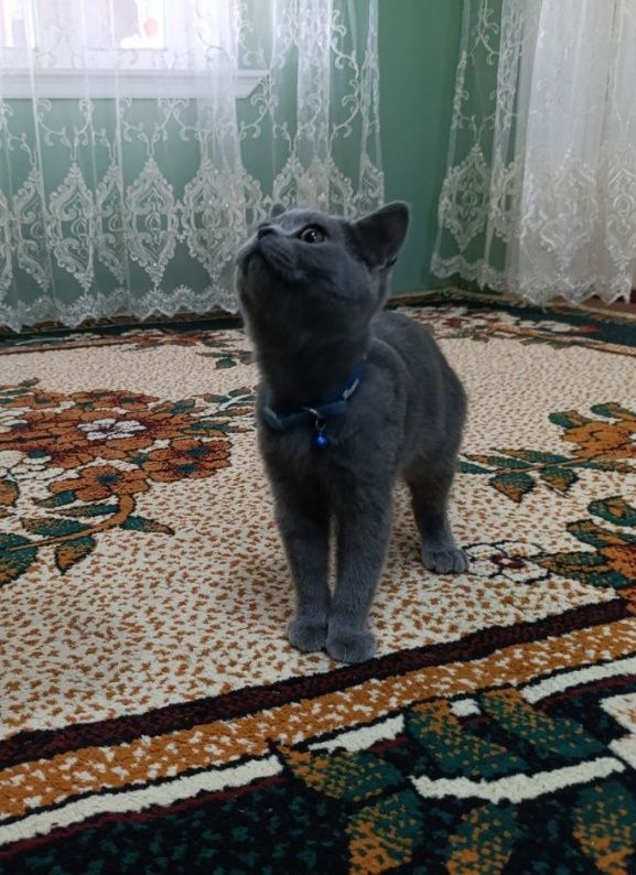 Британский мушук сотилади