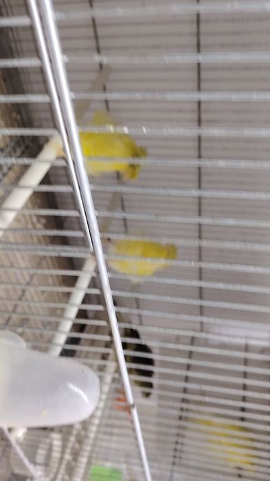 Vând canari frezat padova