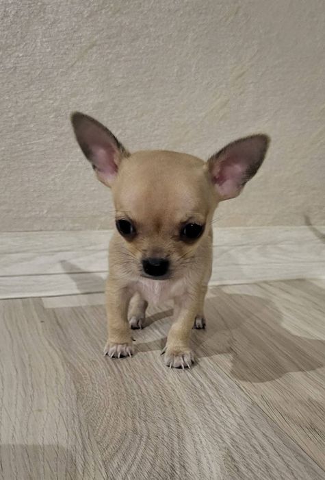 Свободни чихуахуа