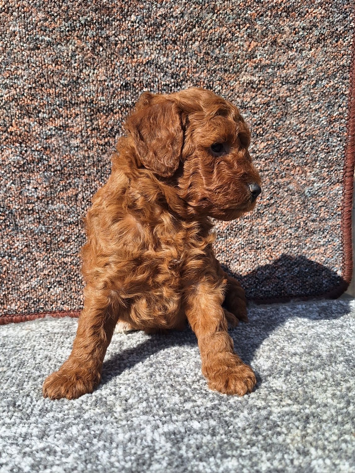 Pudel/Caniche fetite