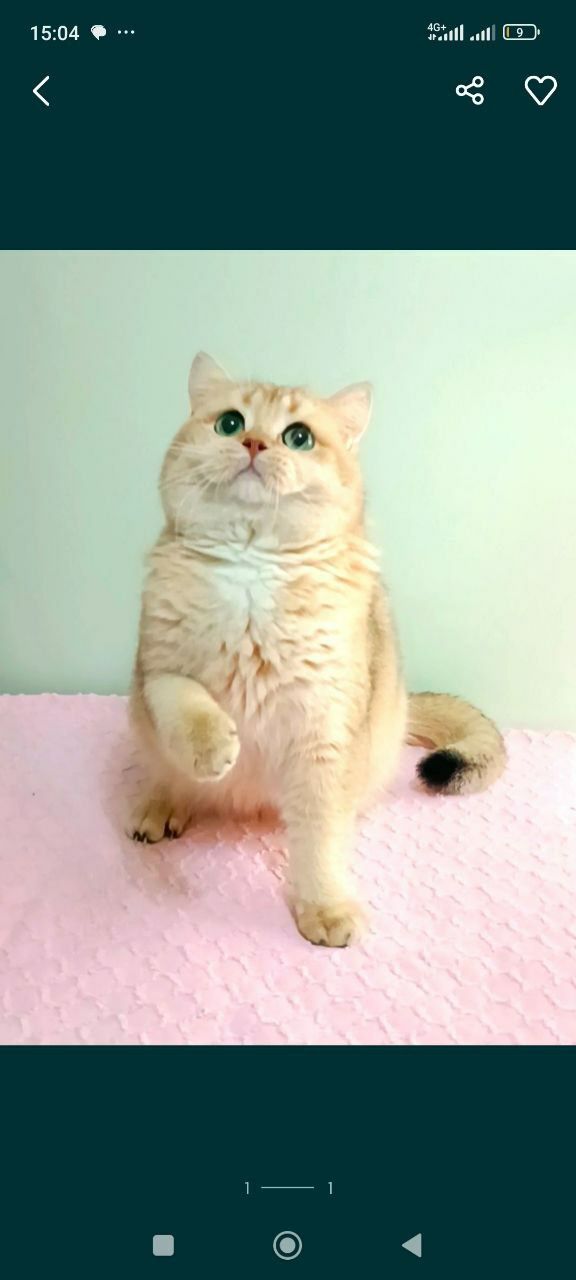 Шотландские котята.