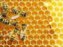 Familii de albine si roiuri 2022 - stupina de multiplicare